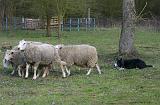 BORDER COLLIE - MOUTONS 047